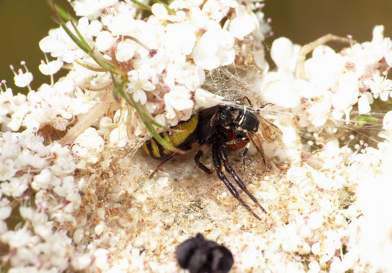 Synema globosum